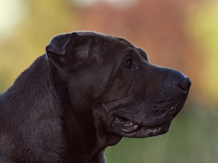 IMG_8721-k-cukbilder-KO