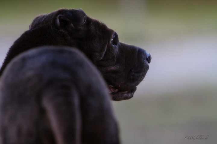 IMG_8728-kb-cukbilder-KO