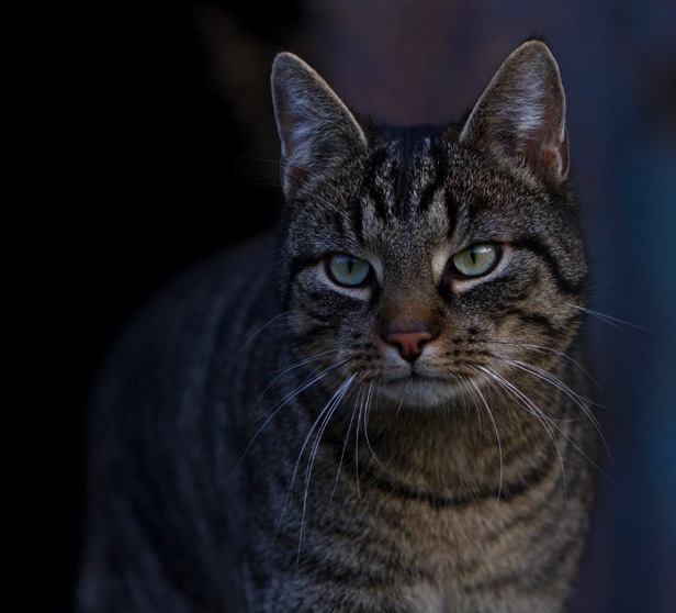 IMG_8795-ka-cukbilder-ginni