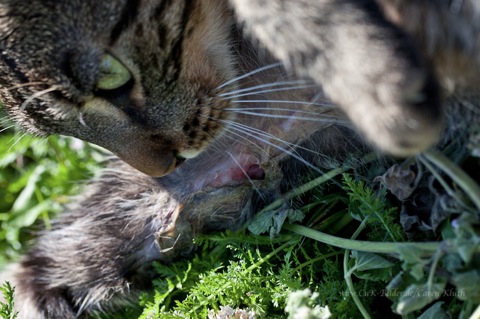 IMG_9038-cukbilder-wundpflege