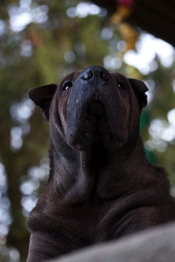 IMG_9072-k-cukbilder-mucke