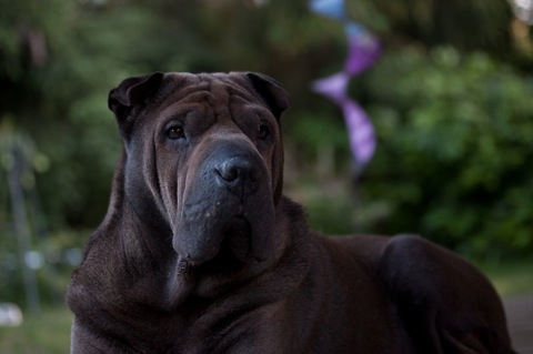 IMG_9078-k-cukbilder-KO