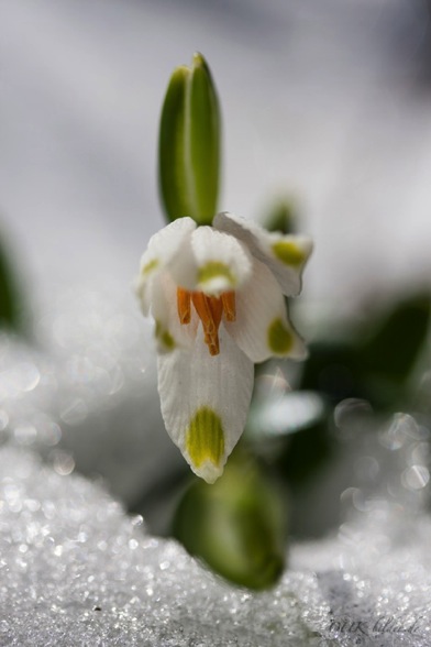 IMG_9219-k1-cukbilder-24.3.2013