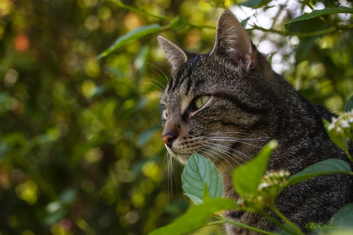 IMG_9468-k-cukbilder-guenni