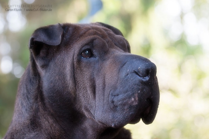 IMG_9494-k2-cukbilder-seelenhund