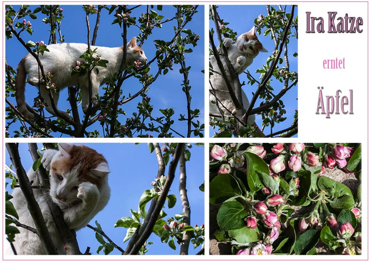 IRAApfelblüten-1000-1