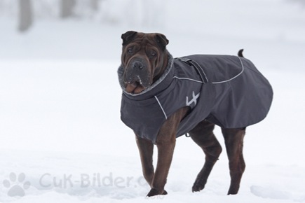 IMG_3812-ka-KO-mitmantel-550-s