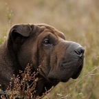 IMG_0037-k-heide-KO-f