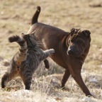 IMG_7559-k-pfoten.weg.550