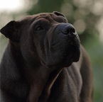 IMG_0507-k-seelenhund-800-f