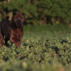 IMG_7743-k-trab-800-f