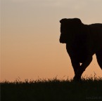 IMG_6690-kg-cukbilder-sharpei-KO