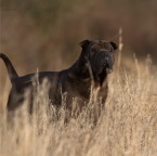 IMG_8011-k-cukbilder-KO-800