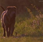 IMG_9342-ka-cukbilder-KO-ostern-800