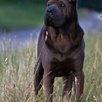 IMG_1290-k-cukbilder-KO-700