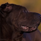 IMG_4343-ka-hf-seelenhund