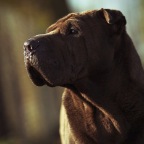 IMG_4555-k-cukbilder-bea