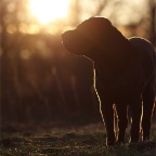 IMG_4062-ka-shine-on-800