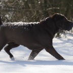 Gegenlichtmitmantel1f1