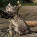 IMG_0071-k-de.is.beklopp-f