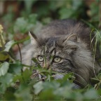 IMG_6845-k-olli-hat-ne-meise-750