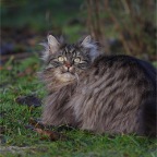 IMG_3980-ka-plueschtier-750