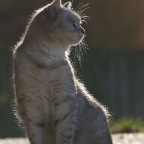 IMG_8860-ka-cukbilder-silberling-700