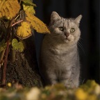 IMG_5856-k-linde-krimel-800