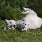 IMG_4261-k-krimele-800