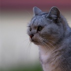 IMG_4344-k-nachtwaechter-800