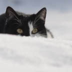 IMG_4784-ka3-2-2010-elli-b