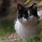 IMG_6036-k-ellibamboo-800