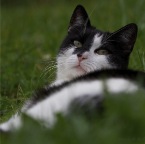 IMG_4821-k-watwillse-800