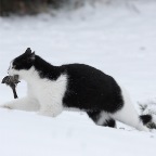 IMG_4468-k-elliundvogel-850