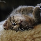 GünteraufdemFell-s