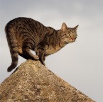 IMG_0210-k-egyptian-800-c