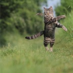 IMG_0364-k-mausvorhand-800-c