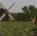 IMG_7756-kag-muehle-800-f