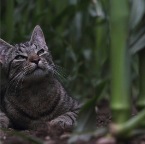 IMG_1561-ka-mais-800