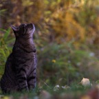 IMG_5799-k-herbstlauschen-800