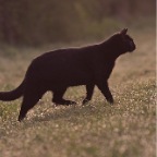 IMG_5980-k-cukbilder-emil