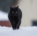 IMG_4869-k-cukbilder-haushoch