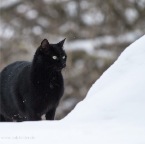 IMG_4863-ka-cukbilder-emilio