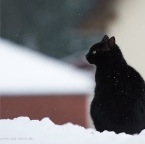 IMG_4868-k-cukbilder-haushoch