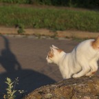 IMG_0642-ka-schatten-