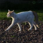 kopf-hoch-auch-wenn-fc