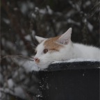 IMG_6967-k-schneeeee-750-s