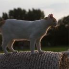 IMG_1968-k-ira-heu-800