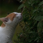 IMG_5921-k-minze-ira-800