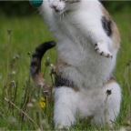 IMG_5842-ka-5-2010-ball-f